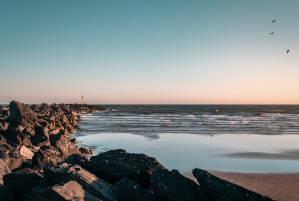 Día Marítimo Mundial: mares en riesgo y la urgencia de protegerlos